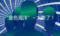 “金色海洋”~太美了！珠海斗门百亩黄花风铃木绽放