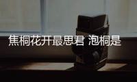 焦桐花开最思君 泡桐是焦裕禄留给兰考的一座“银行”