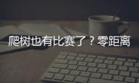 爬树也有比赛了�？零距离看运动员争战“椰树之巅”