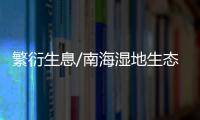 繁衍生息/南海湿地生态平衡 留给鸟儿一个家
