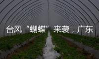 台风“蝴蝶”来袭，广东如何应对