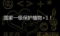 国家一级保护植物+1！珠海新发现紫纹兜兰野生群落