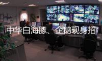 中华白海豚、企鹅现身招聘会 珠海“招才吉祥物”好吸睛 吸引求职者争相合影