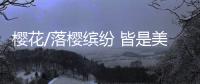 樱花/落樱缤纷 皆是美景
