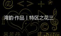 湾韵·作品丨特区之花三角梅