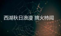 西湖秋日浪漫 摘火柿闻桂香