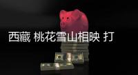 西藏 桃花雪山相映 打卡人间仙境