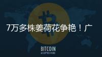 7万多株姜荷花争艳�！广州白云第三届姜荷花文化节本周五开幕