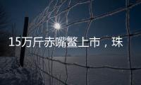 15万斤赤嘴鳘上市
，珠海海洋牧场迎来丰收时刻