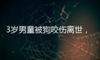 3岁男童被狗咬伤离世，城市流浪狗怎么管