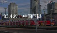 83.4米	！ 中国巨树首次攀测综合科考完成
